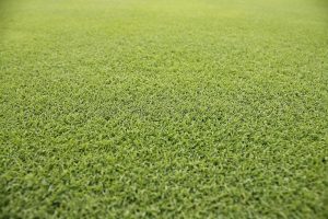 grass, summer, golf course grass, grass, grass, nature, grass, grass, grass, golf course grass